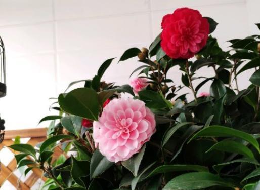 手把手教你养茶花,小花匠养茶花