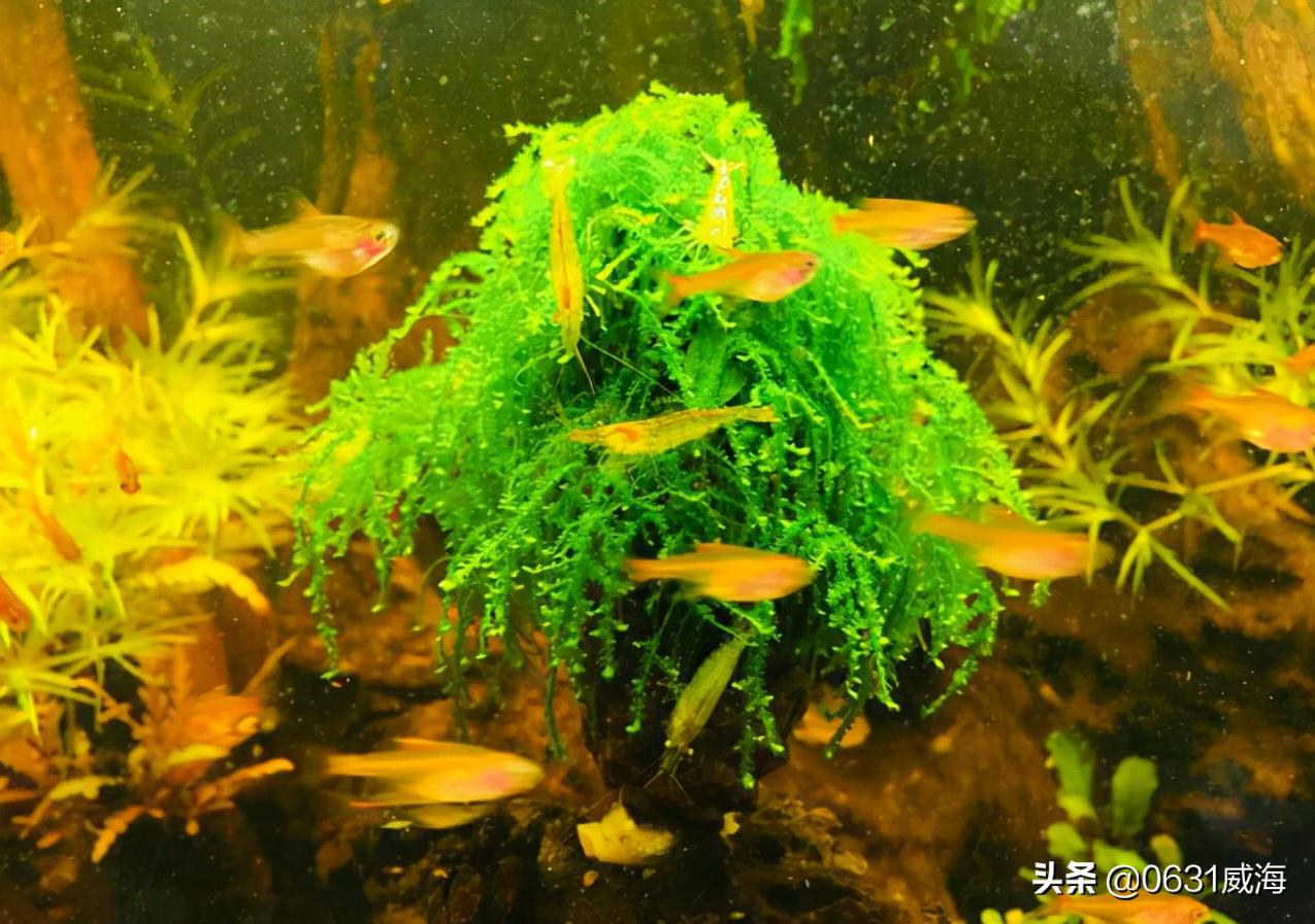 观赏鱼冬天几点喂水最合适,观赏鱼下雨可以喂食吗北方