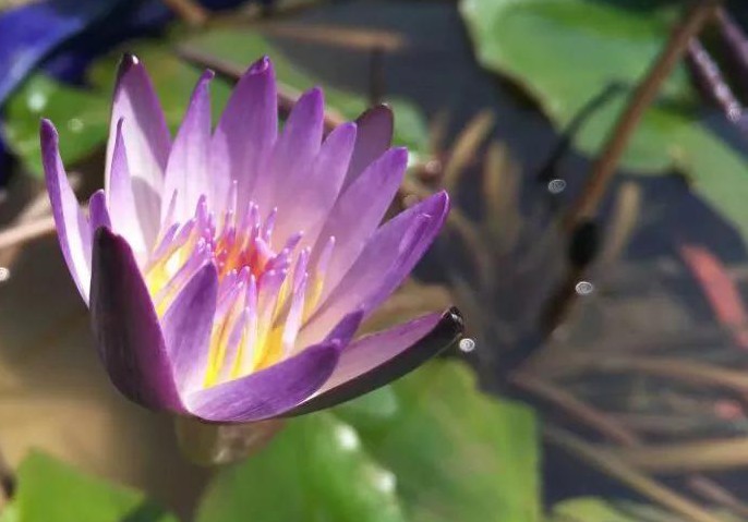 细品人生｜复开复合的睡莲花，其色如云雾缭绕，似烟雨浩渺