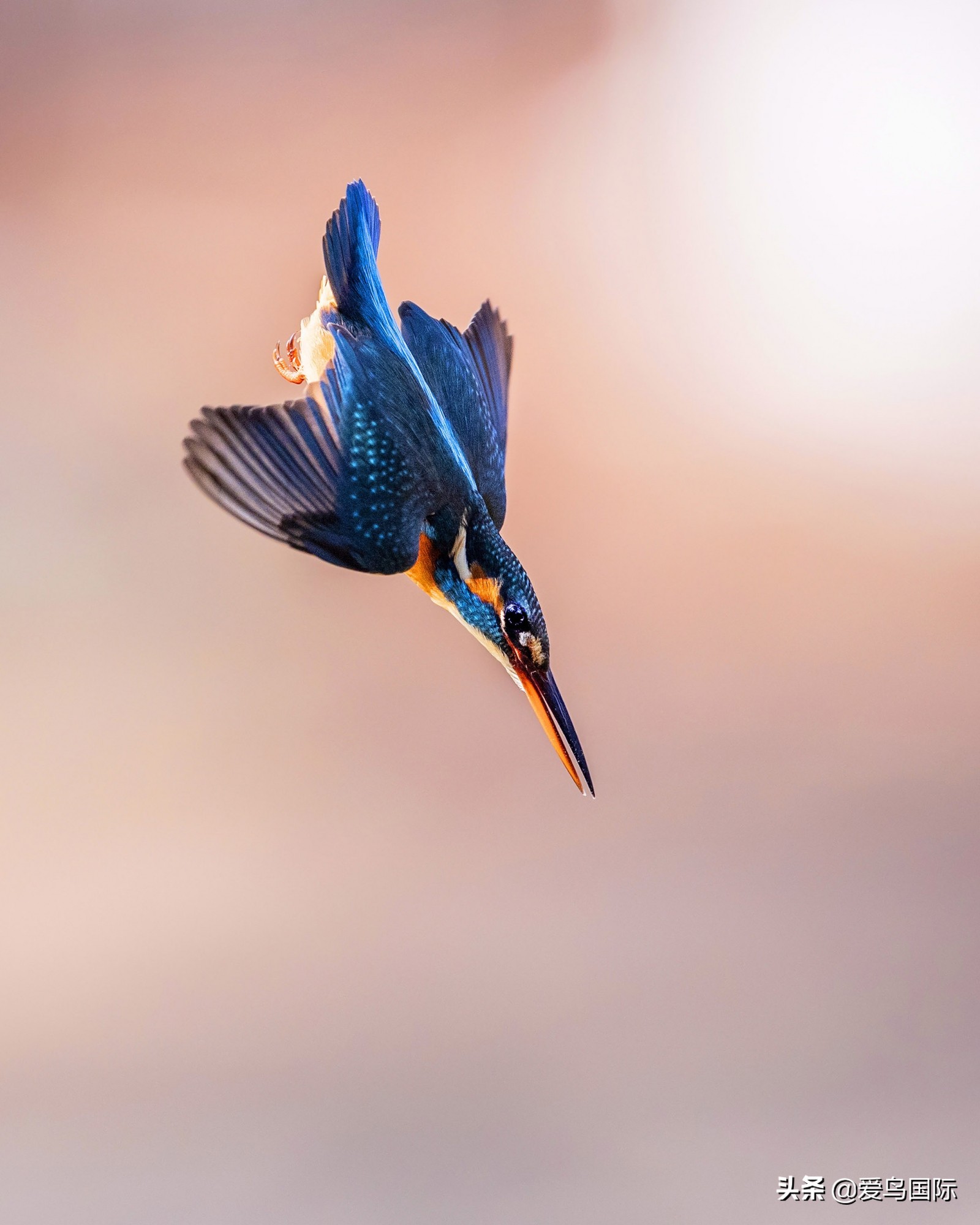 躁动的繁殖季节2021观鸟大年五月精华作品集