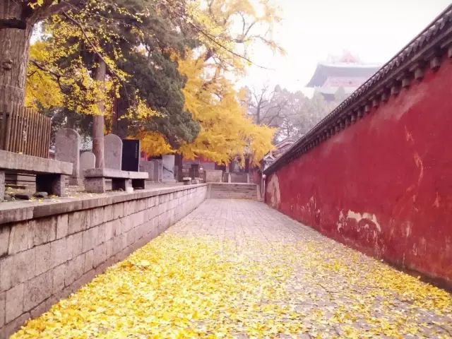 有多少人被国家旅游局列入黑名单 (旅游十大黑幕真实案例)