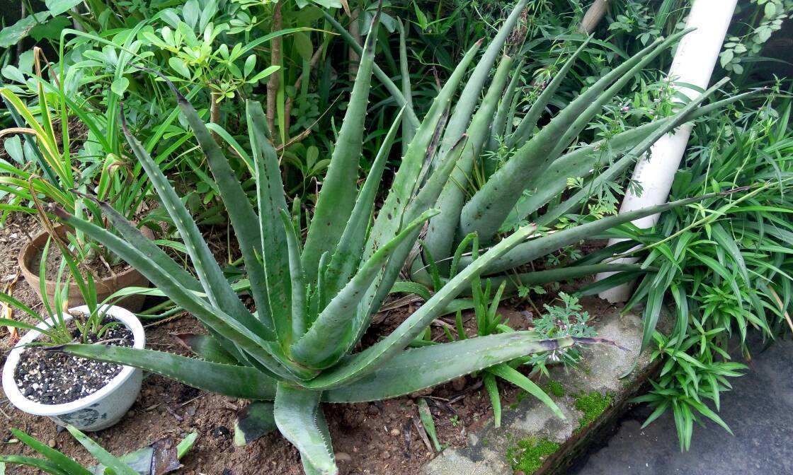 养的芦荟有什么作用,芦荟真的要养10多年才能用吗