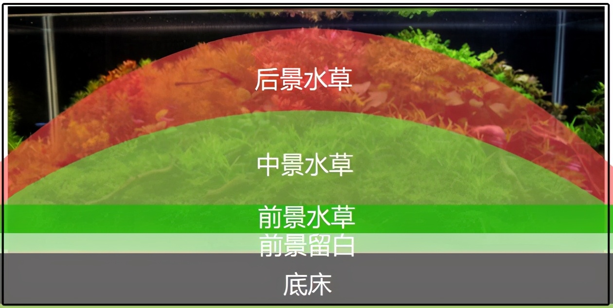 三角形构图水族造景,水族造景构图黄金比例