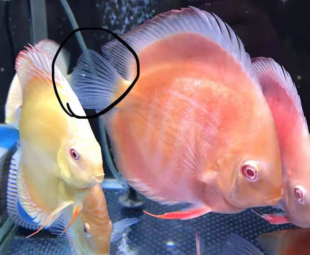 观赏鱼眼睛肿大身上白斑怎么治,鱼白点斑怎么治疗