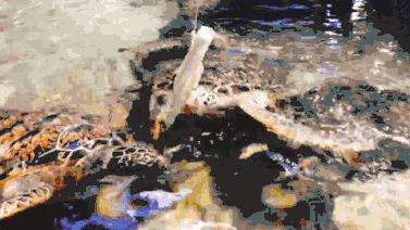 二月份临沂海洋世界主题公园,临沂海洋世界门票哪些人免票