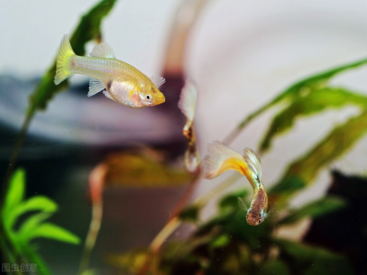 冬天养金鱼的正确方法,冬季鱼缸养金鱼