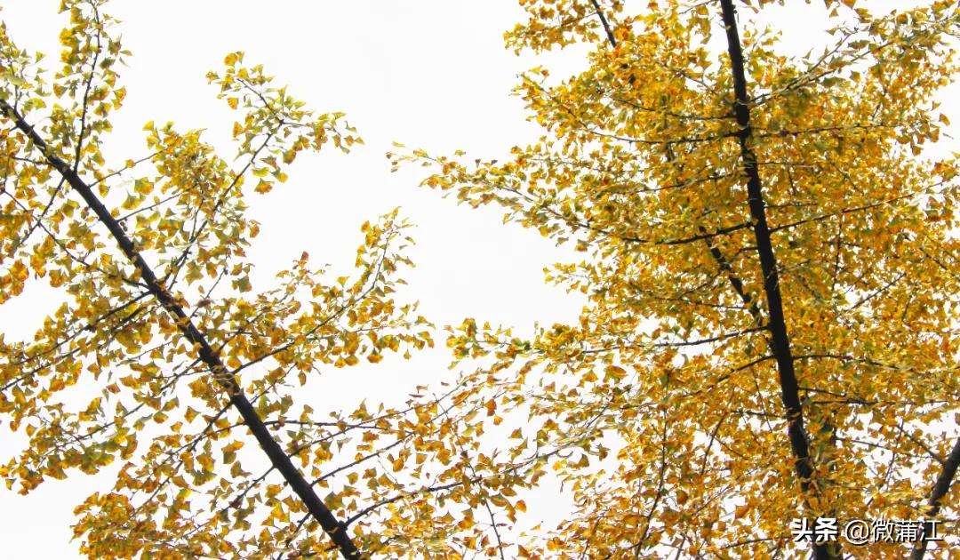 邂逅初冬的西湖,邂逅初冬的美妙韵味