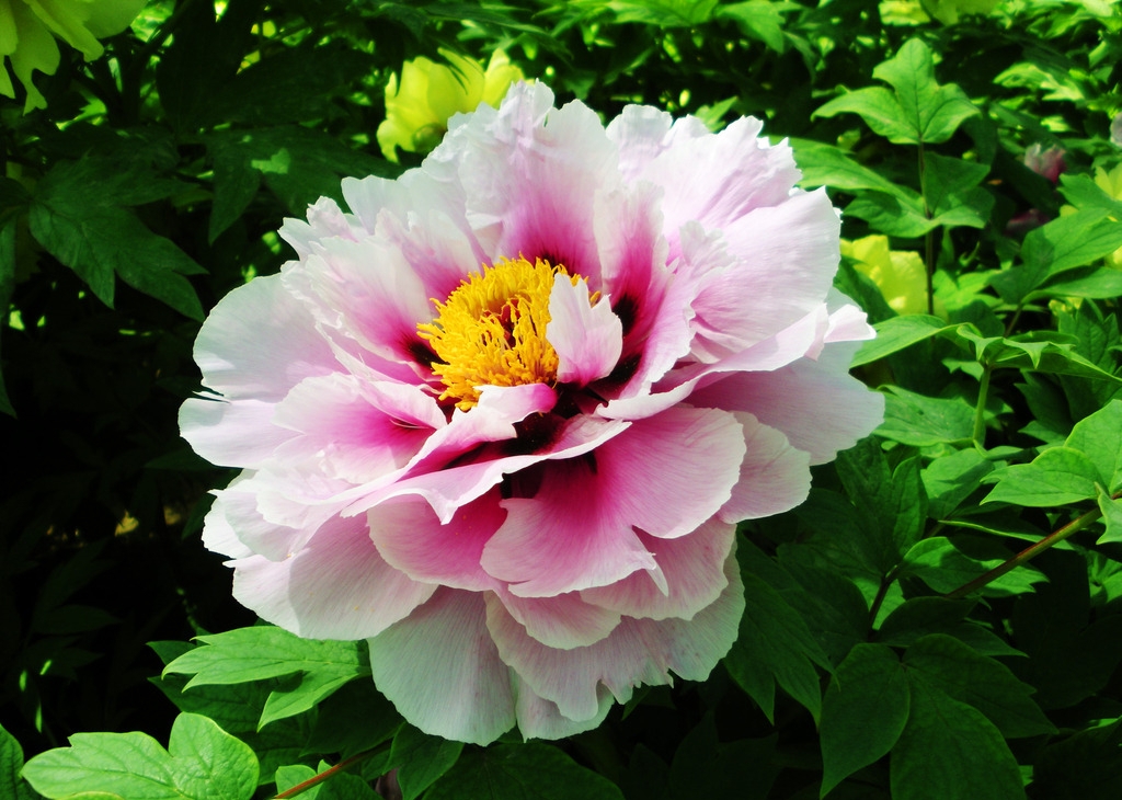 烂根不发芽的牡丹花还有用吗,牡丹花烂根泡完怎么栽种