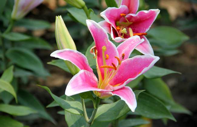 如何使百合开花时间长,如何让百合尽早开花的养殖方法