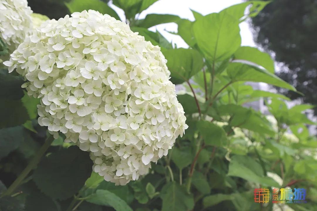 北京免费的花海公园,北京免费花海景区