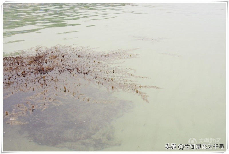 深圳市杨梅坑美人鱼拍摄基地,深圳大鹏杨梅坑美人鱼拍摄地点