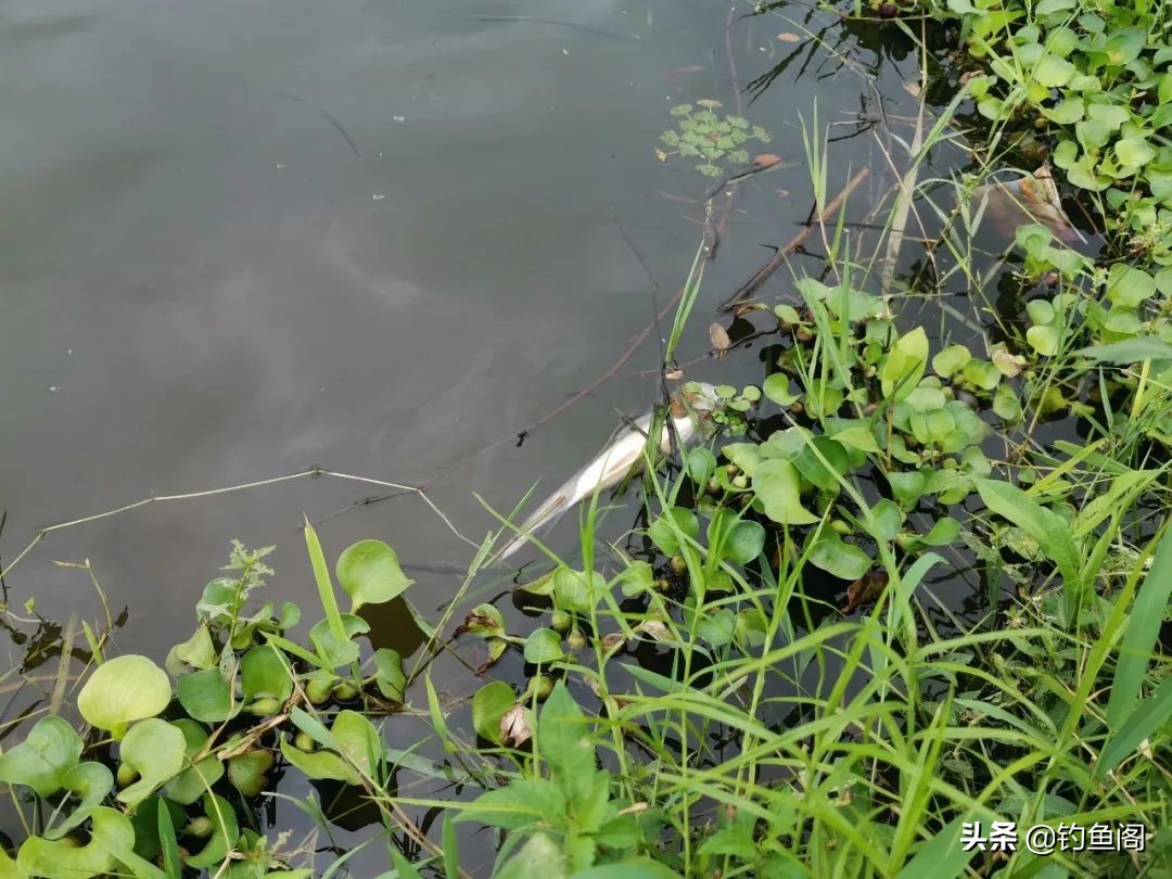 野钓难钓的原因,野钓时经常碰到的难题一次全解决