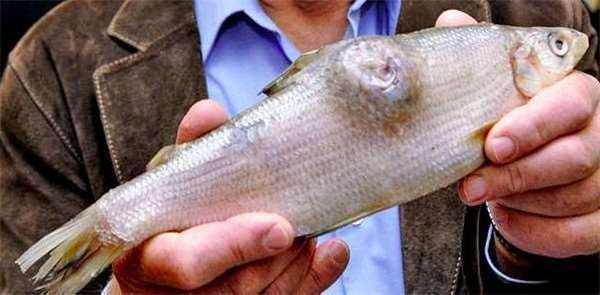 野钓的鱼有股汽油味要养多久,钓到河鱼有柴油味怎么处理