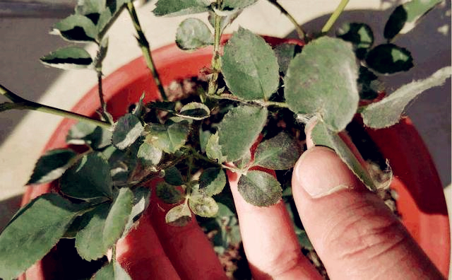 小苏打养花的妙用茉莉可以用吗,养花的技巧小苏打的妙用