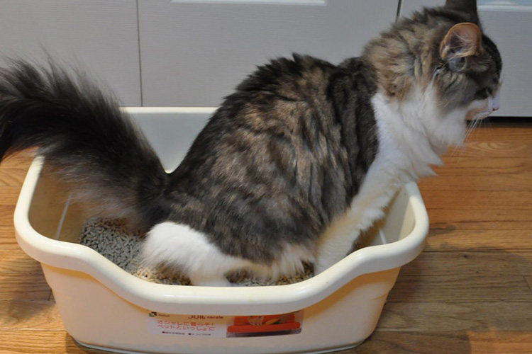 猫咪拉稀是不是要禁水禁食,猫咪又吐又拉稀需要禁食吗