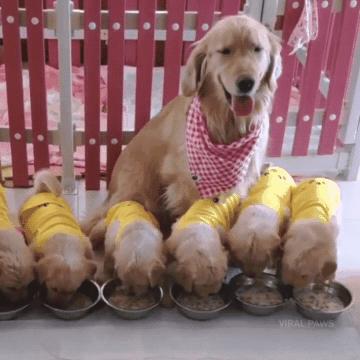 金毛生了一群傻宝宝,金毛跟主人认错