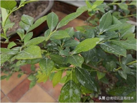 蓝莓叶片边缘焦枯是什么病害,蓝莓在高温下有哪些病害