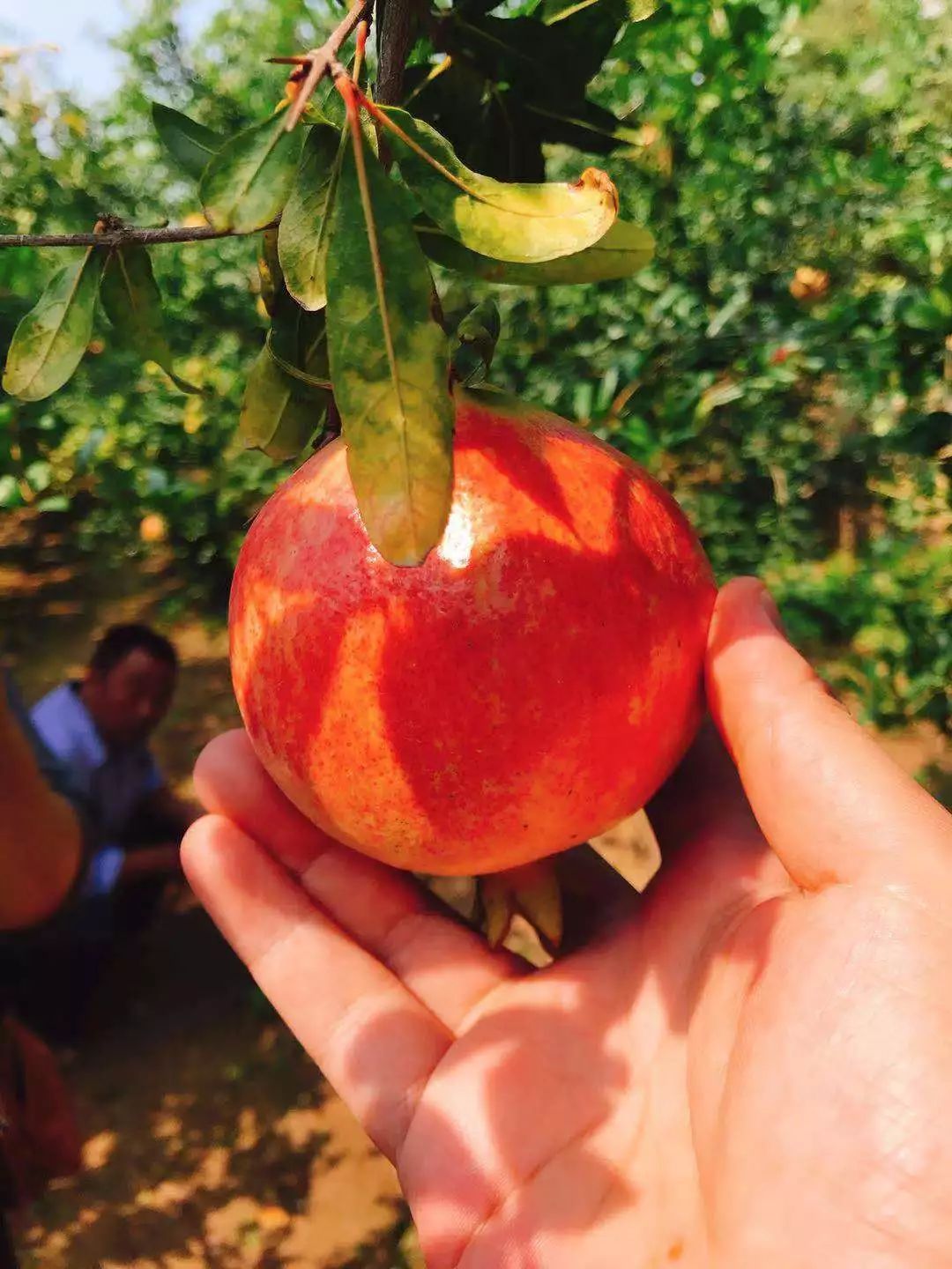 快来摘“喝”矿泉水长大的橘子石榴啦