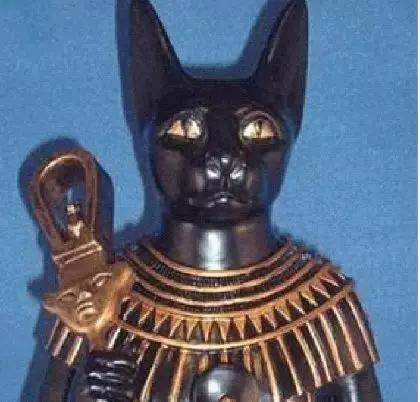 养猫进化史,撸猫的乐趣只有养猫的才懂