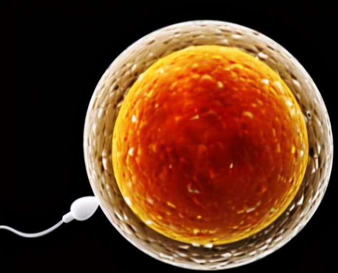 卵泡不饱满怀孕了质量是不是不好,卵泡发育不好怎么备孕的分享