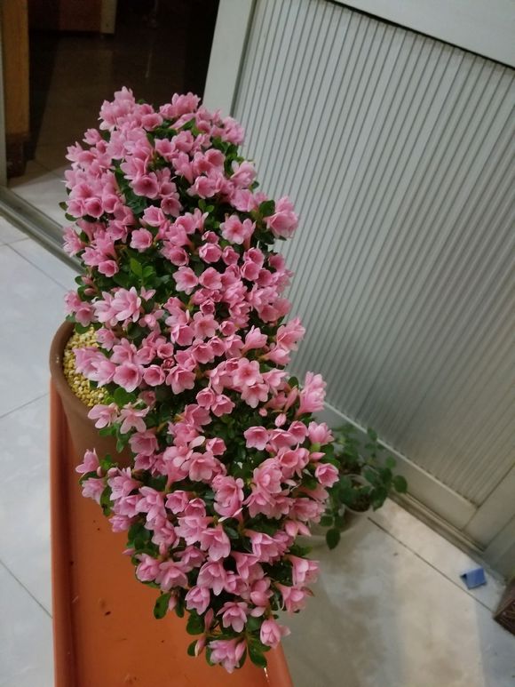 杜鹃花叶子发黄有斑点怎么办,杜鹃花叶子发黄有黑斑点怎么办