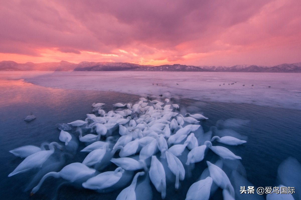 2020观鸟大年,观鸟大年完整版
