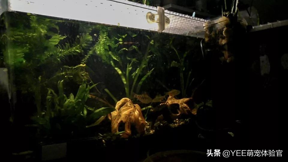 养鱼硝化细菌的正确使用方法,养鱼必备硝化细菌