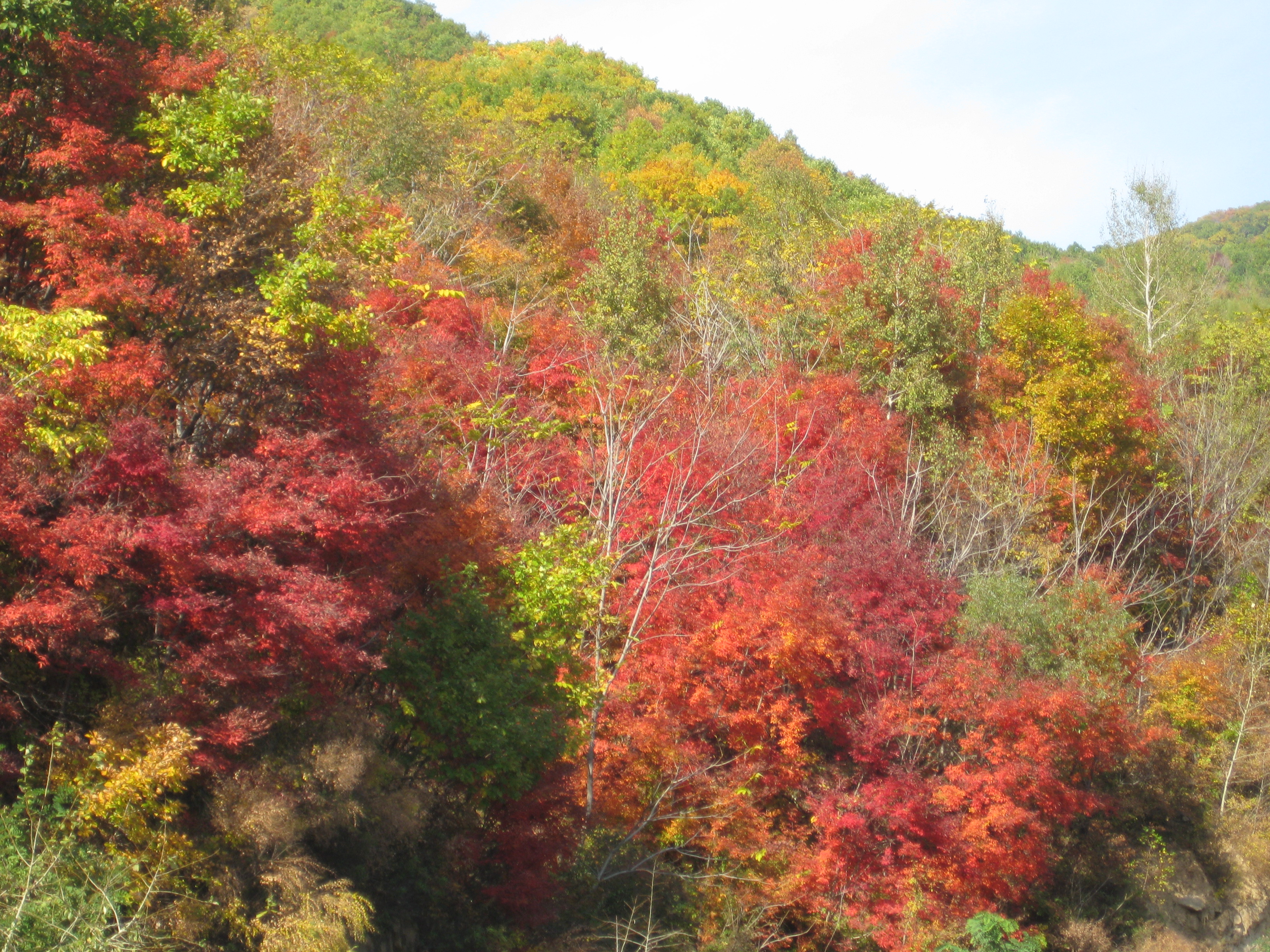 「散文」有石皆古的五女山，仿佛化蝶的一冢深爱，接纳着万物生灵
