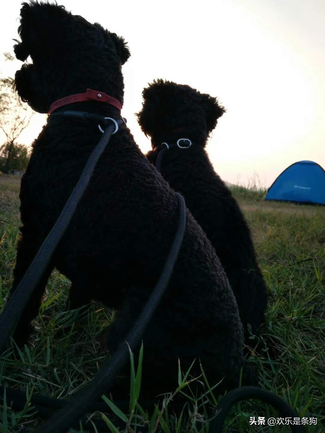 刚买的宠物狗要怎么养,刚抱养的狗狗注意事项