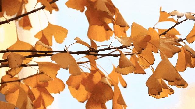 秋日的黄昏古道上，骑着瘦马哼着小曲的马致远，唱出最感人的秋思