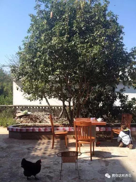 家里种哪些树招财又旺宅,院子什么树最旺财又旺家