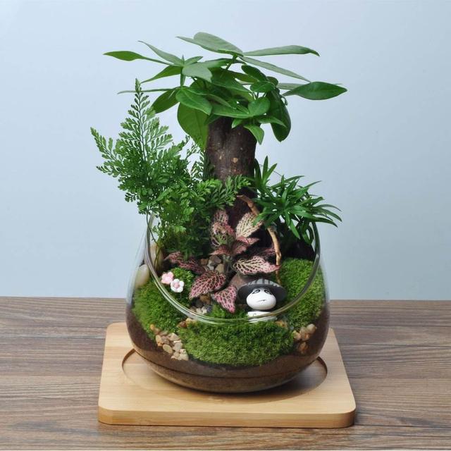 想要盆栽长得好怎么养,想养盆景先养什么品种