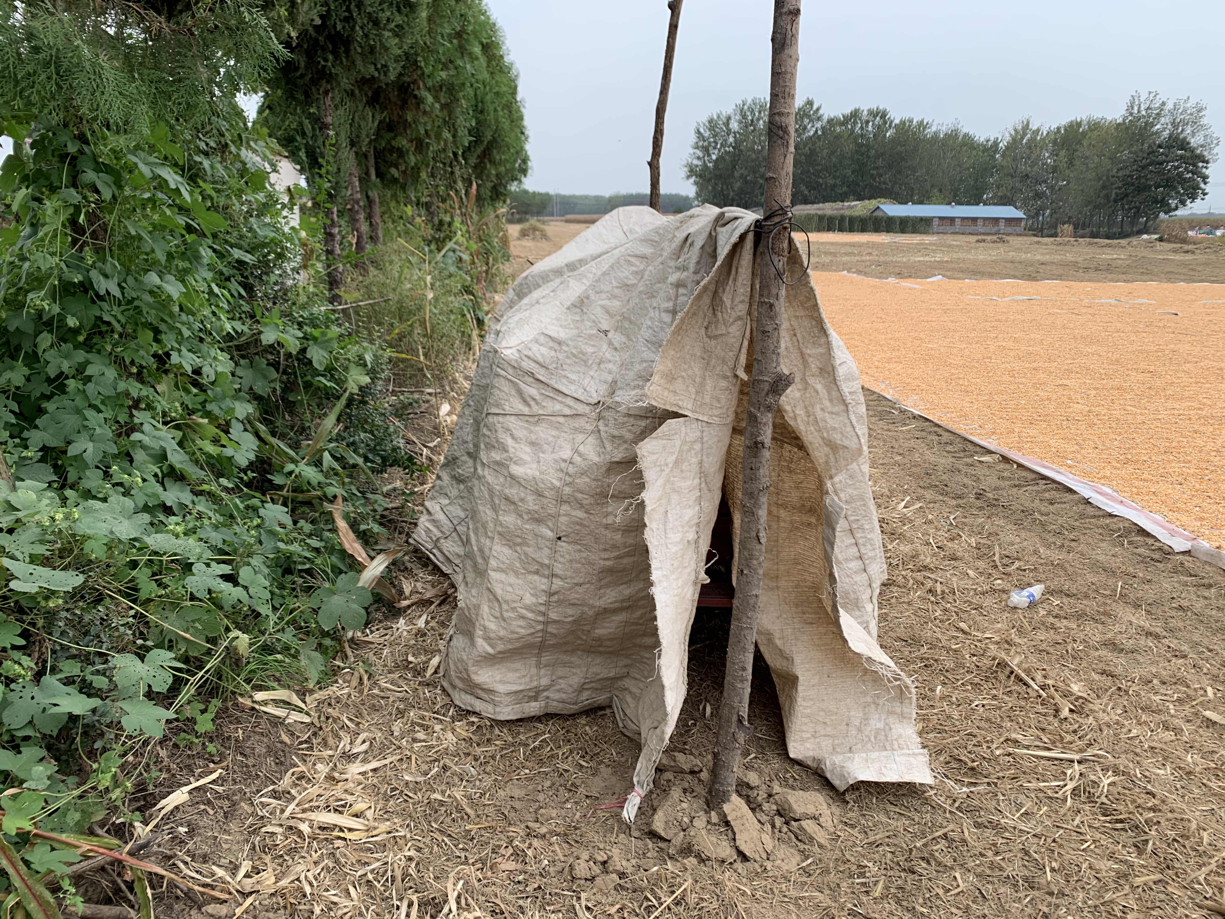 农村晾粮食棚,农村晒谷场能搭建棚子吗