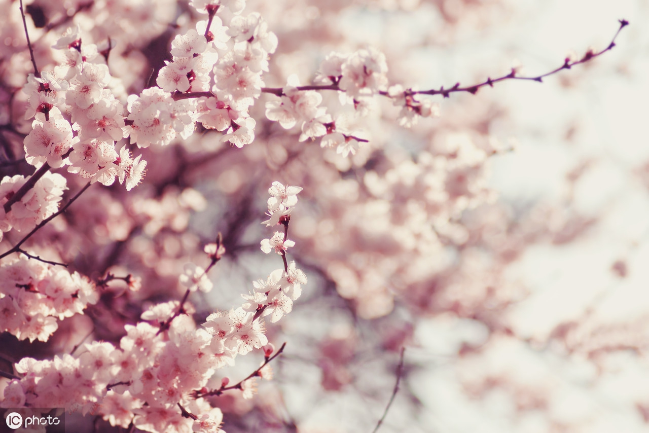 苏先生读诗｜《描写春天的古诗》（译文鉴赏）120卷（49-120卷）