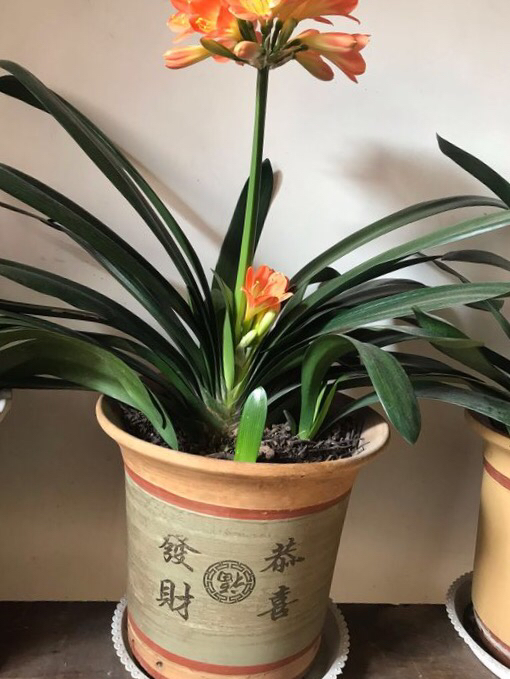 君子兰怎样养叶绿肥根壮,君子兰用什么肥叶绿叶厚