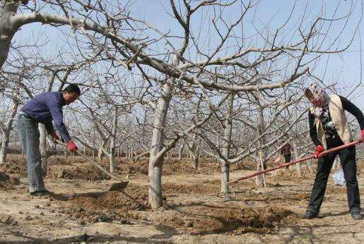 果树清园有哪些工作,果树清园工作怎么样