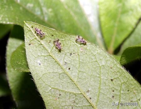 杜鹃花红蜘蛛什么症状,杜鹃花红蜘蛛病图片