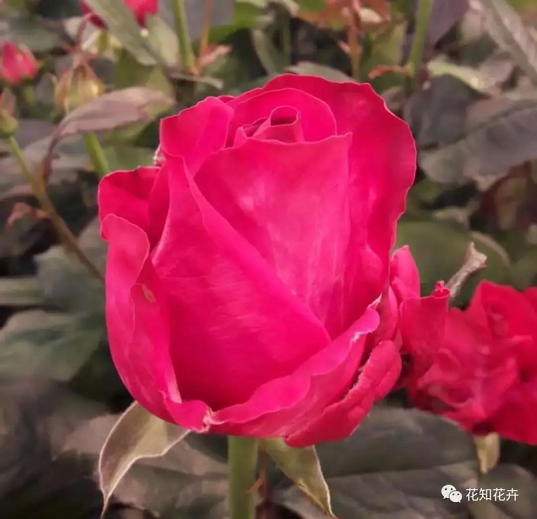 中国玫瑰大家族——雪山玫瑰详解（二）