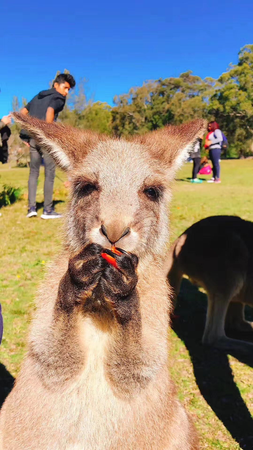 国外澳大利亚生活日常,海外生活澳洲
