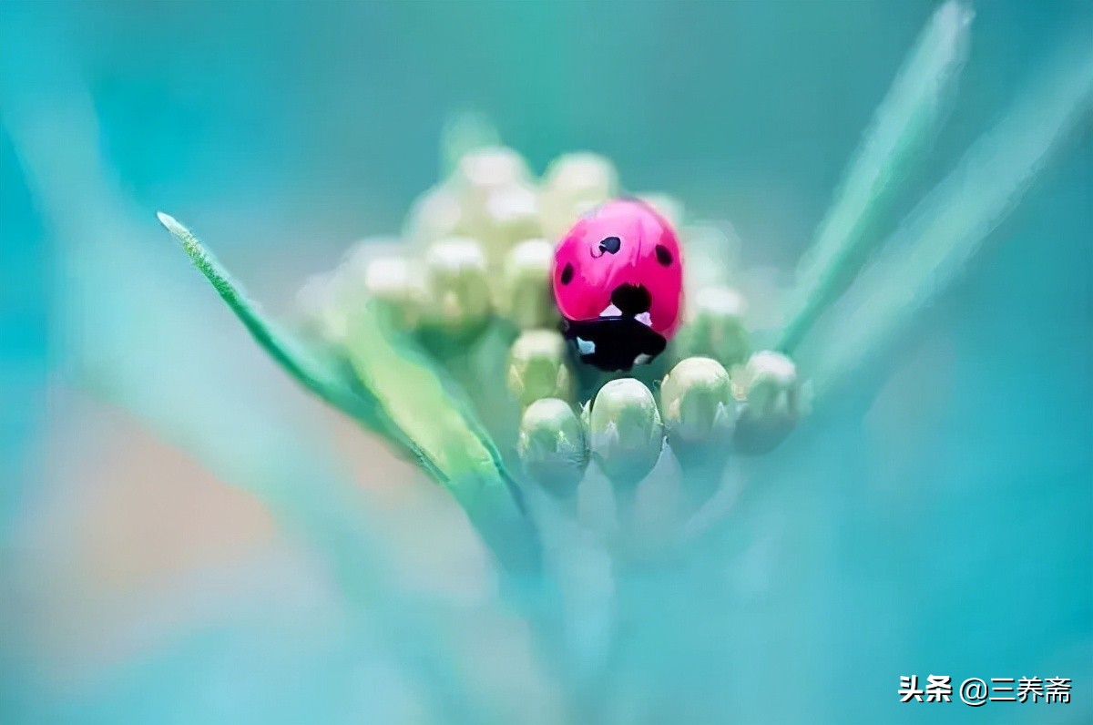 登鹳雀楼唐王之涣一年级上册古诗,登鹳雀楼唐王之涣古诗讲解