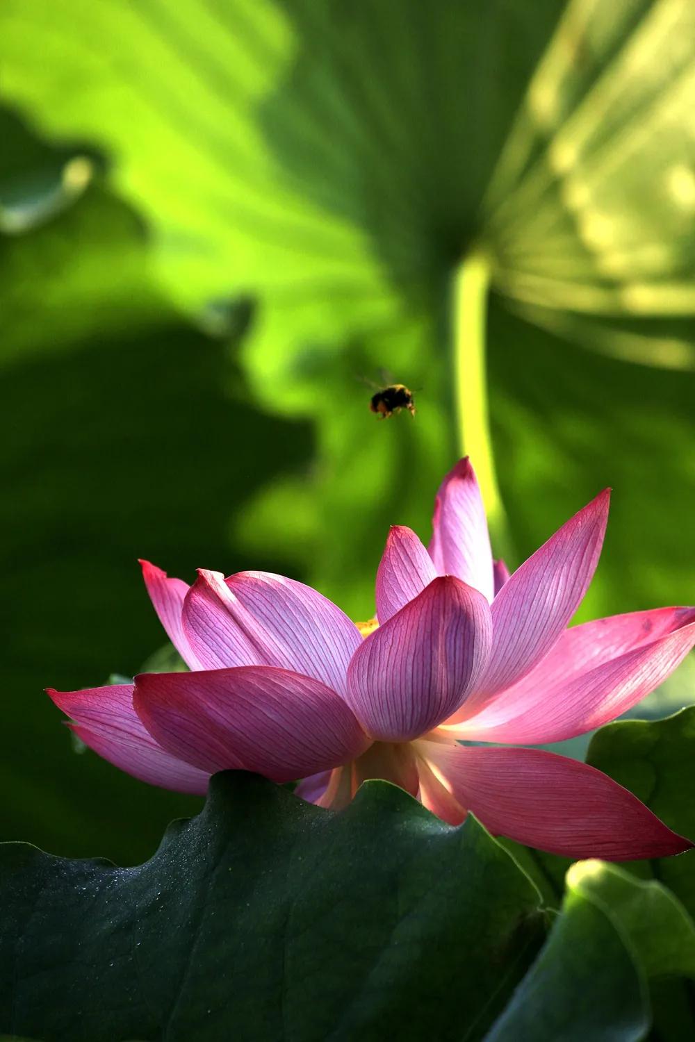津门网金熙男：梦幻荷韵