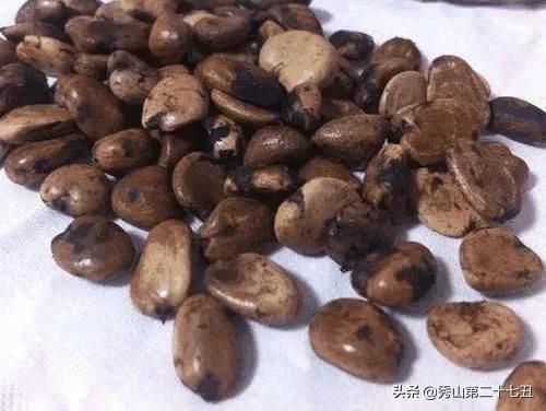 山竹吃完“核”别丢,丢水里,7天就发芽,赏完盆栽还有果子吃