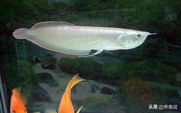 观赏鱼为什么不吃特效药,观赏鱼需要喂鱼饲料吗