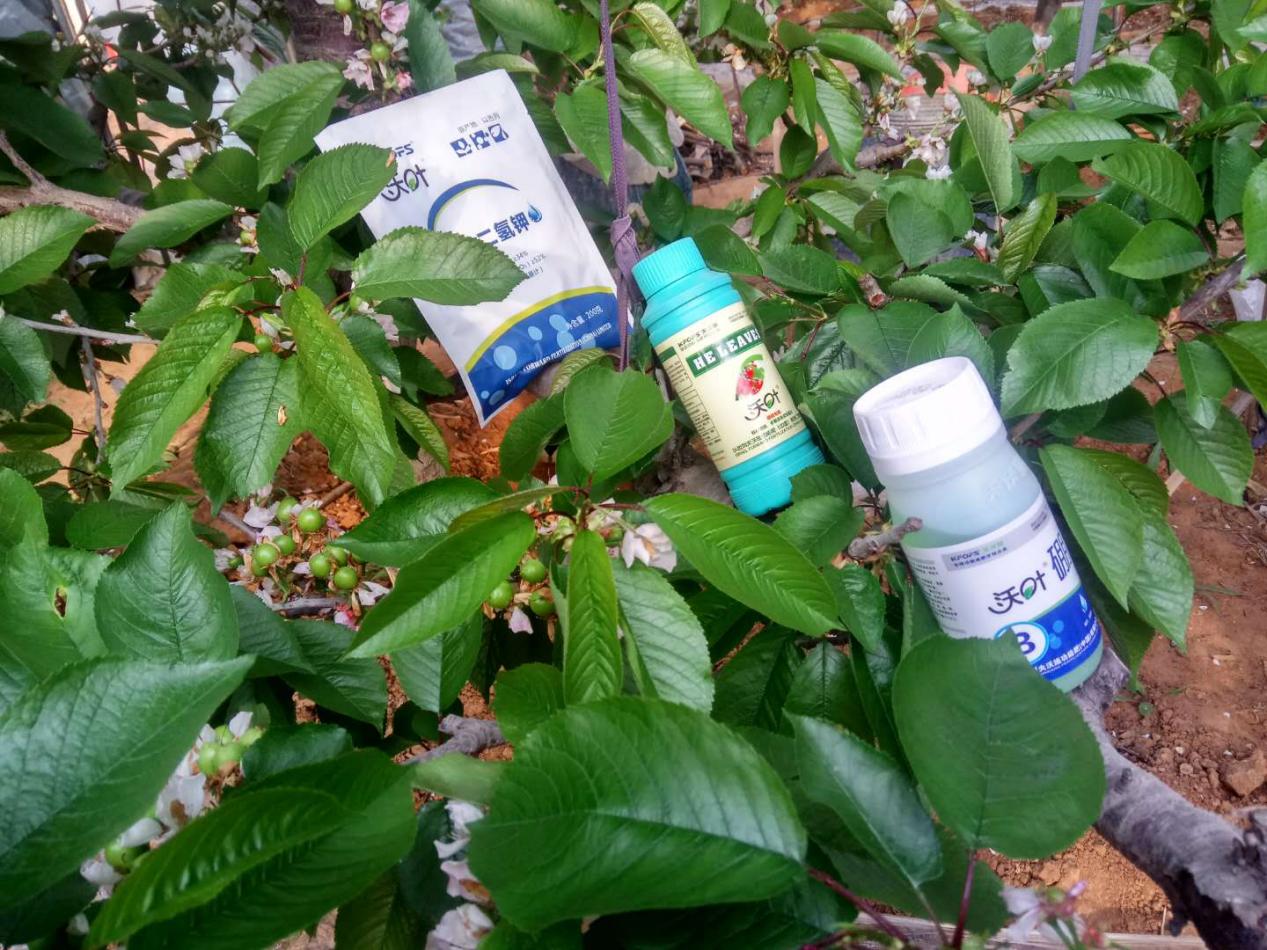 樱桃种植方法和管理技术,巴西樱桃怎么保花保果