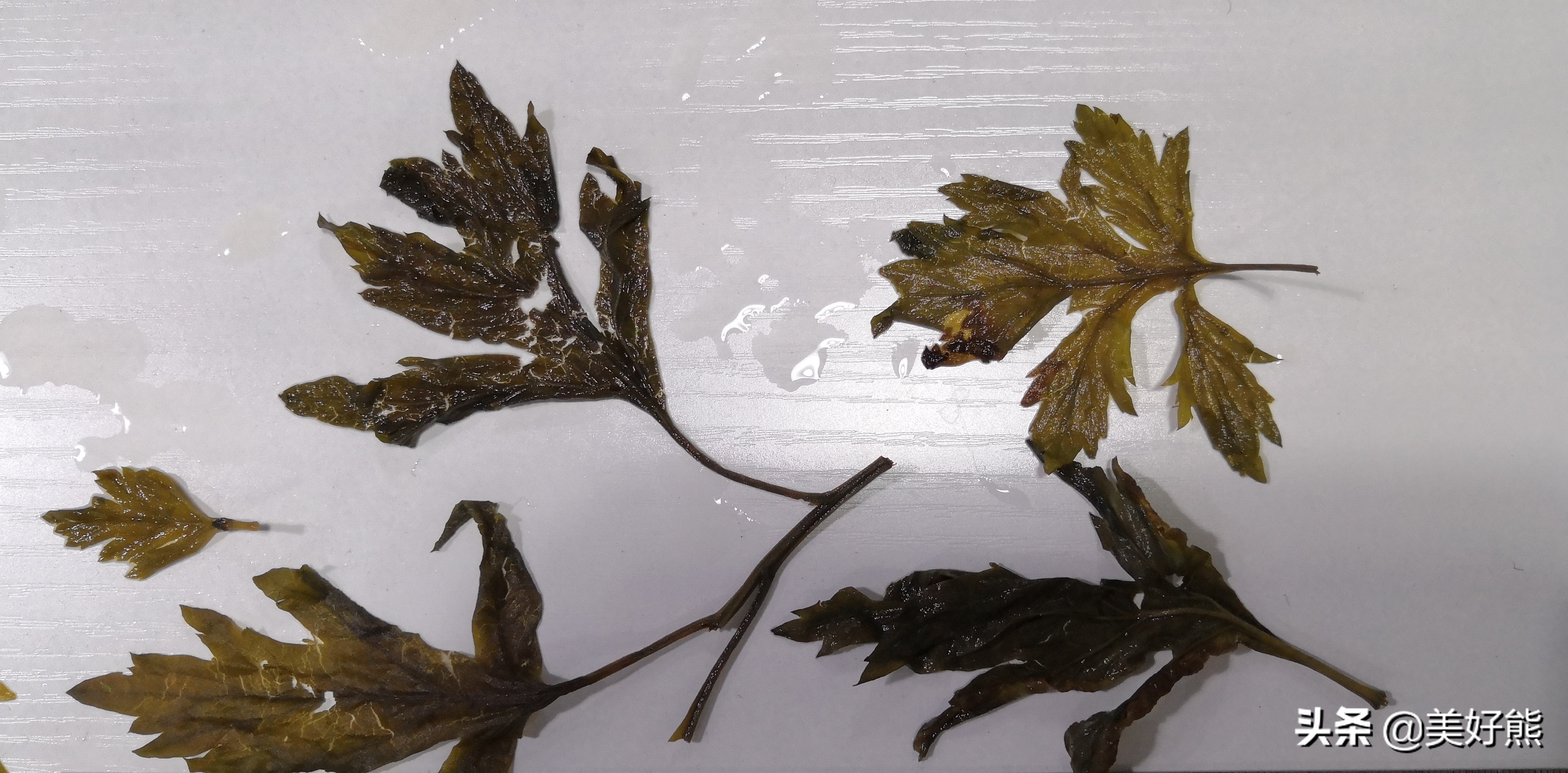 艾叶存放还是做成艾条存放,艾叶好吗