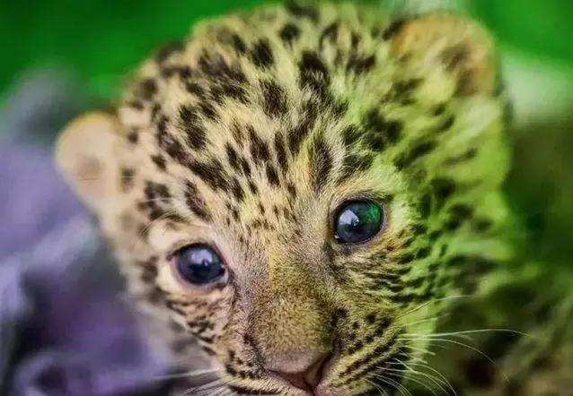 万万没想到，击垮市场的是三八妇女劫。