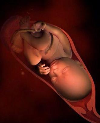 3d演示胎儿发育全过程,胚胎发育全过程3d演示