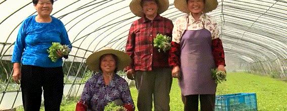 草莓肥害最好的解决方法,草莓肥害叶子都焦了用什么药