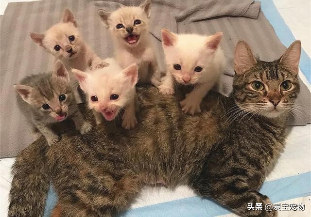 繁育的母猫命苦,繁育的母猫都怎么处理