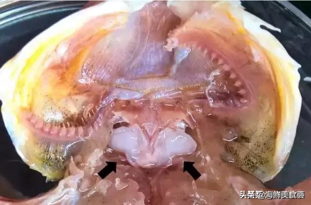 曾是四大海产之一,靠叫声互相识别,却被人类用噪声团灭